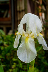 Close-up of a delicate white iris flower with pale yellow accents against a blurred natural...
