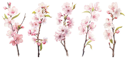 PNG Delicate cherry blossom branches illustration, element set on transparent background