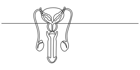 male reproductive system continuous one line drawing, Digital illustration of male reproductive system, Male reproductive system icon in outline style isolated on white background. Organs symbol stock