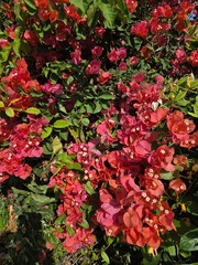 beautiful red tropical flowers on Cyprus
