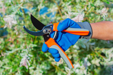 Closeup of hand of girl gardener wearing protective glove, using garden shears to trim branches of...