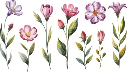Watercolor Anemone Flowers Hand-Painted Floral Clipart Set with Green Leaves, Isolated on White Background vector illustrations.