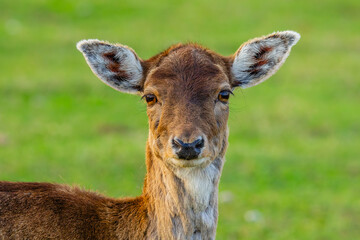 Detailed closeup of a deer, showcasing its beautiful features in a vibrant, lush green background