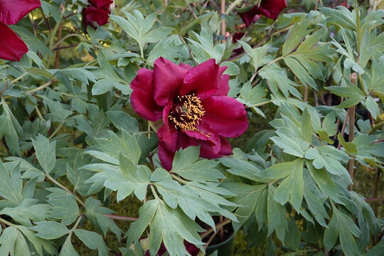 fiore