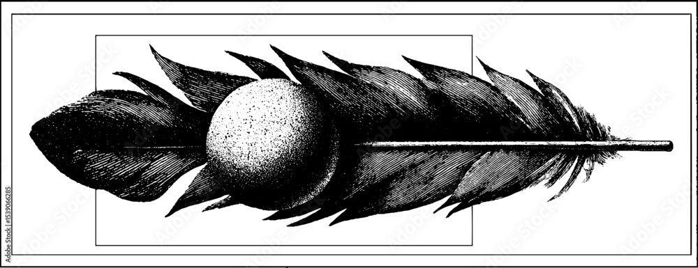 Poster feather and smooth pebble in clean line art style for design purposes
