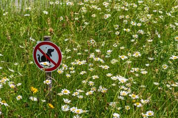 A small sign stands in a colorful flower field, clearly showing a dog with a red crossed-out circle, politely warning visitors to keep the area clean and free of dog waste.