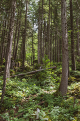 Tall evergreen trees rise densely from the forest floor, their dark green needles contrasting with soft sunlight filtering through the canopy—calm, cool, and deeply peaceful woodland beauty.