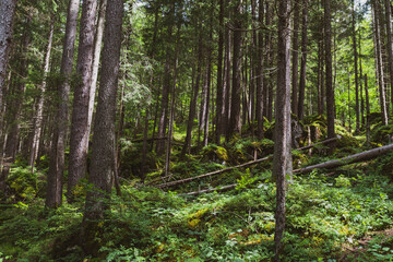 Tall evergreen trees rise densely from the forest floor, their dark green needles contrasting with soft sunlight filtering through the canopy—calm, cool, and deeply peaceful woodland beauty.