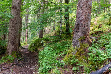 Tall evergreen trees rise densely from the forest floor, their dark green needles contrasting with soft sunlight filtering through the canopy—calm, cool, and deeply peaceful woodland beauty.