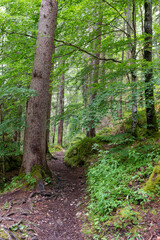 Tall evergreen trees rise densely from the forest floor, their dark green needles contrasting with soft sunlight filtering through the canopy—calm, cool, and deeply peaceful woodland beauty.