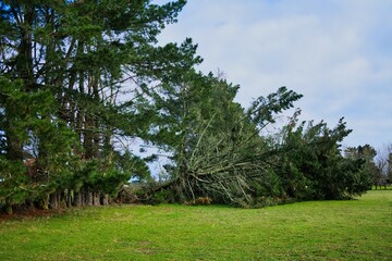Fototapeta premium Blown Down Pine Tree Group
