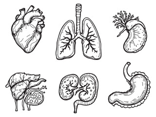 Organ minimal line art design