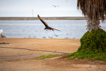 REFUGIO DE AVES GUERRERO NEGRO BAJA CALIFORNIA SUR MEXICO