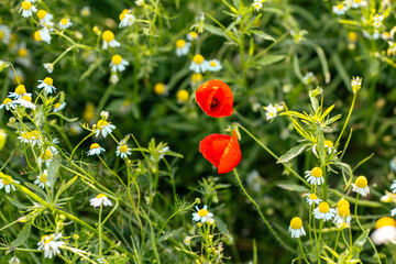 Two red poppies (Papaver rhoeas) among blooming chamomile (Matricaria chamomilla) in a green summer...