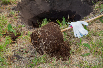 Work on planting young trees in the city park