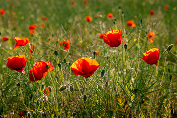 Bright red poppies in a green summer meadow. Natural wildflower field in sunlight. Suitable for wall art, background, print, or decorative nature-themed design.
