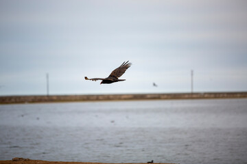 REFUGIO DE AVES GUERRERO NEGRO BAJA CALIFORNIA SUR MEXICO