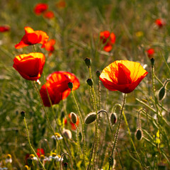 Fototapeta premium Red poppies (Papaver rhoeas) blooming in a sunlit summer meadow with green stems and buds. Wildflowers in nature, perfect for background, wall art, or seasonal decoration.