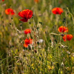 Bright red poppies in a green summer meadow. Natural wildflower field in sunlight. Suitable for...