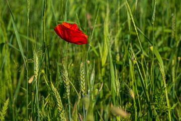 Red poppy flower (Papaver rhoeas) blooming among unripe wheat plants in a green summer field....