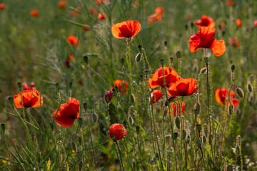 Obraz premium Bright red poppies (Papaver rhoeas) blooming in a summer field, captured in natural daylight among green grass and unopened buds.