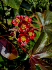 Close-up of vibrant red Jatropha podagrica flowers with lush green foliage in the background, captured in natural sunlight.