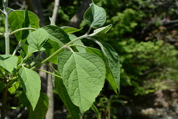 Clerodendrum trichotomum - Korean Glorybower Tree with Leaves and Flowers

