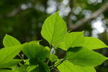 Clerodendrum trichotomum - Korean Glorybower Tree with Leaves and Flowers

