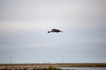 REFUGIO DE AVES GUERRERO NEGRO BAJA CALIFORNIA SUR MEXICO