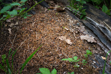Large forest ant nest with visible insects
