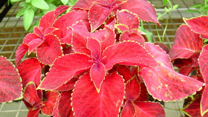 Macro Shots of some nice flowers