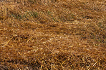 Flattened golden wheat straw in summer field
