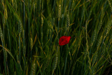 Single red poppy flower blooming in a dense green wheat field during summer in Slovakia, evening light.