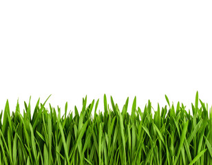 green grass isolated on white