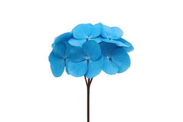Cluster of vibrant blue hydrangea flowers with delicate petals and intricate textures, set against plain background, creating striking and serene visual