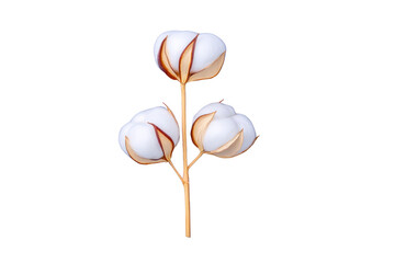 Branch of cotton with three fluffy white bolls and brown stems is isolated on transparency background, showcasing its natural texture and simplicity