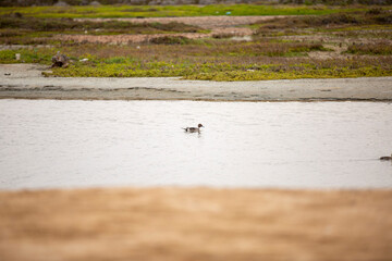 REFUGIO DE AVES GUERRERO NEGRO BAJA CALIFORNIA SUR MEXICO