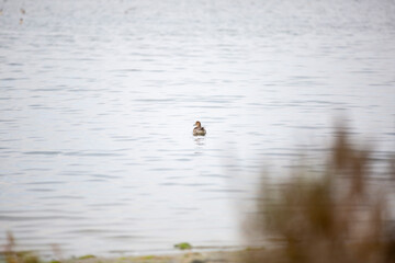 REFUGIO DE AVES GUERRERO NEGRO BAJA CALIFORNIA SUR MEXICO