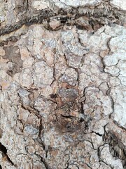 bark of a felled tree in the forest