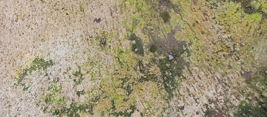 Algae and Moss Growth on Rough Concrete Surface