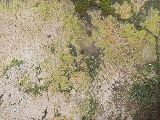 Algae and Moss Growth on Rough Concrete Surface