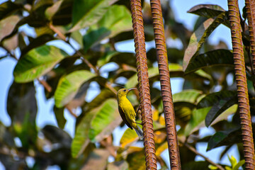 Brown-throated Sunbird