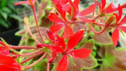 Macro Shots of some really nice brightly blooming flowers