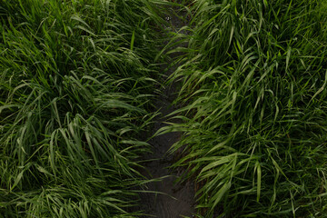 A winding path weaves through lush grass in a picturesque field, showcasing a breathtaking landscape and inviting outdoor activities for all, especially in warm summer weather