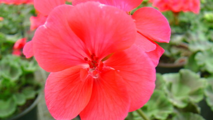 Macro Shots of some really nice brightly blooming flowers