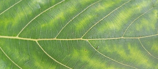 Detailed Green Leaf Veins with Yellowing Discoloration
