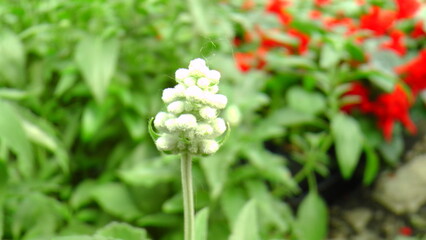 Macro Shots of some really nice brightly blooming flowers