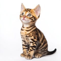 Adorable Bengal Kitten Studio Portrait, Curious Gaze, White Background, Sitting Pose Bengal Cat, Kitten Portrait