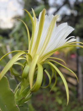 DragonFruit Flower Bloom2 Sideview2