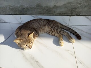 Peaceful Tabby Cat Resting on White Tiled Floor